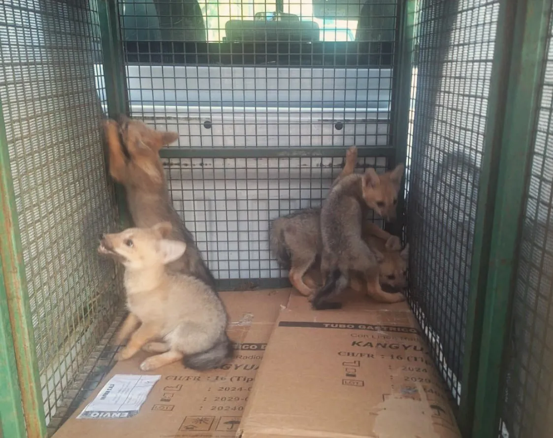 Rescate de cachorros de zorro gris 2