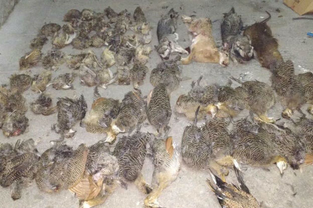 cazadores furtivos Campillo 1