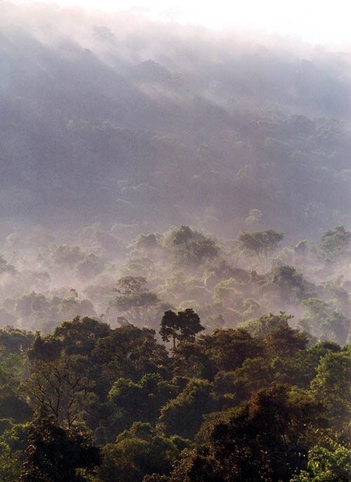05 SELVA