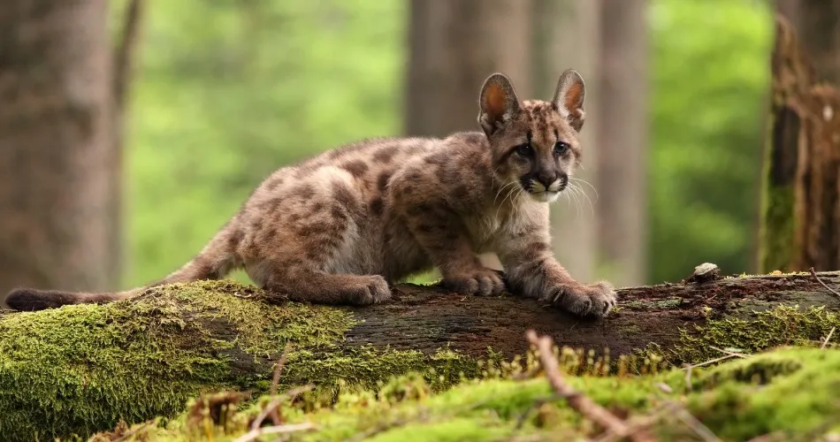 puma by justicia 1