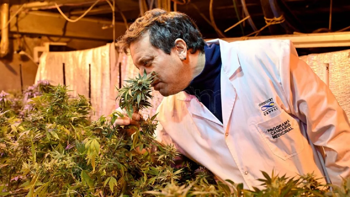cannabis medicinal investigacion télam