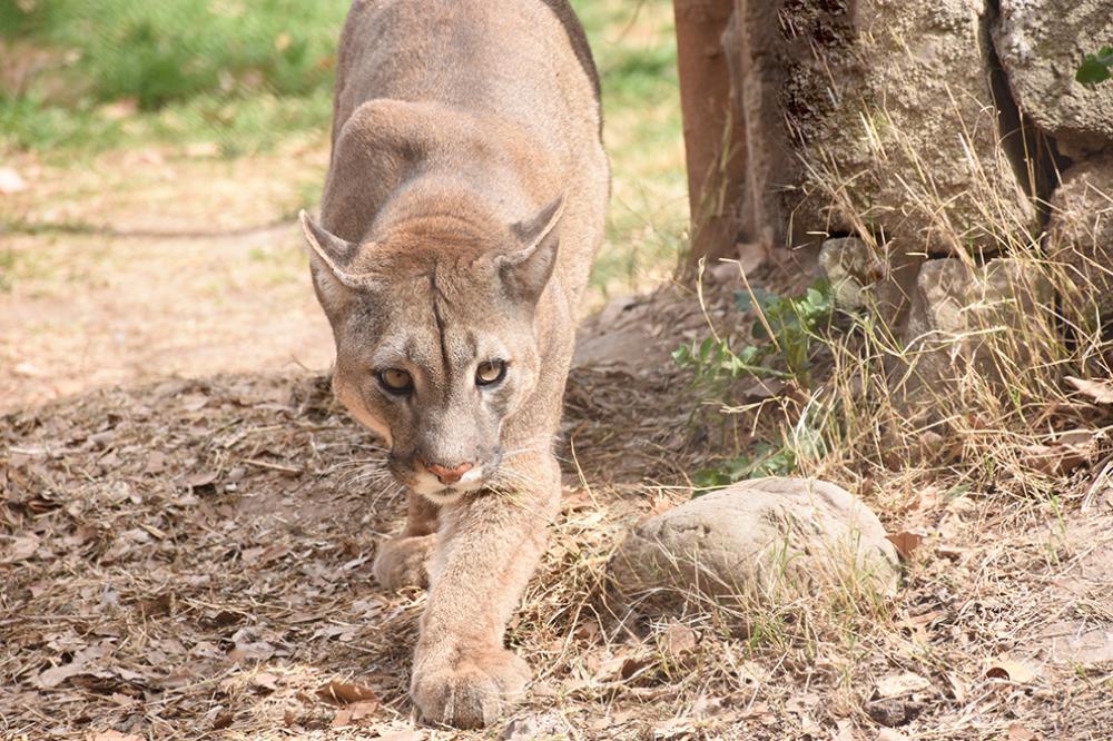 puma
