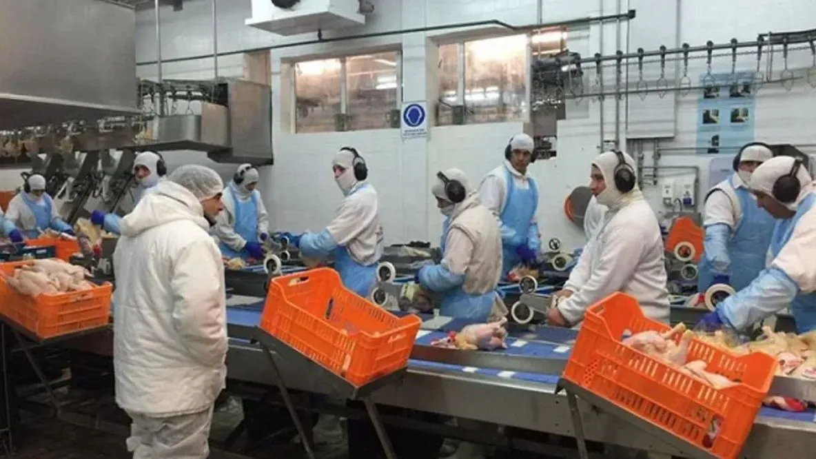 Miles de empleos en riesgo: preocupa la situación de la mayor productora de pollos del país thumbnail