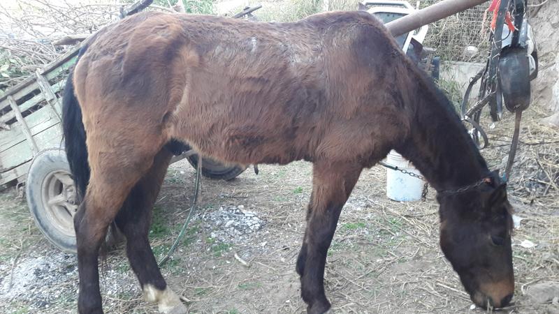 carrero caballo