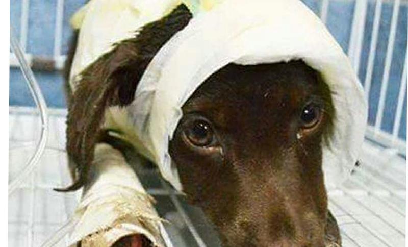 chocolate-cachorro-argentina