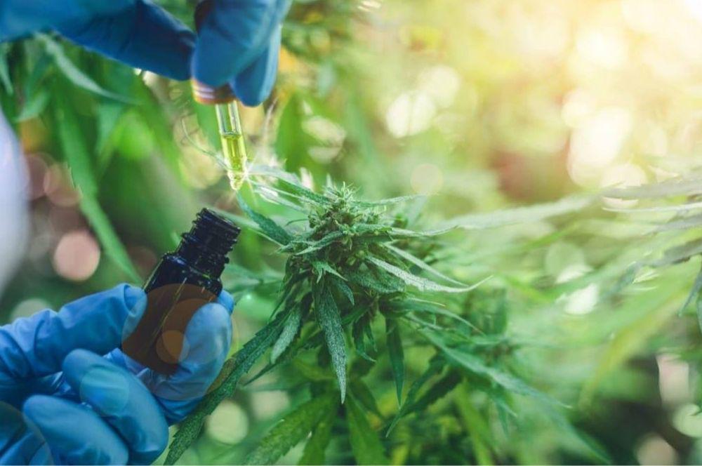 El Presidente anunció que promoverá el cannabis medicinal e industrial