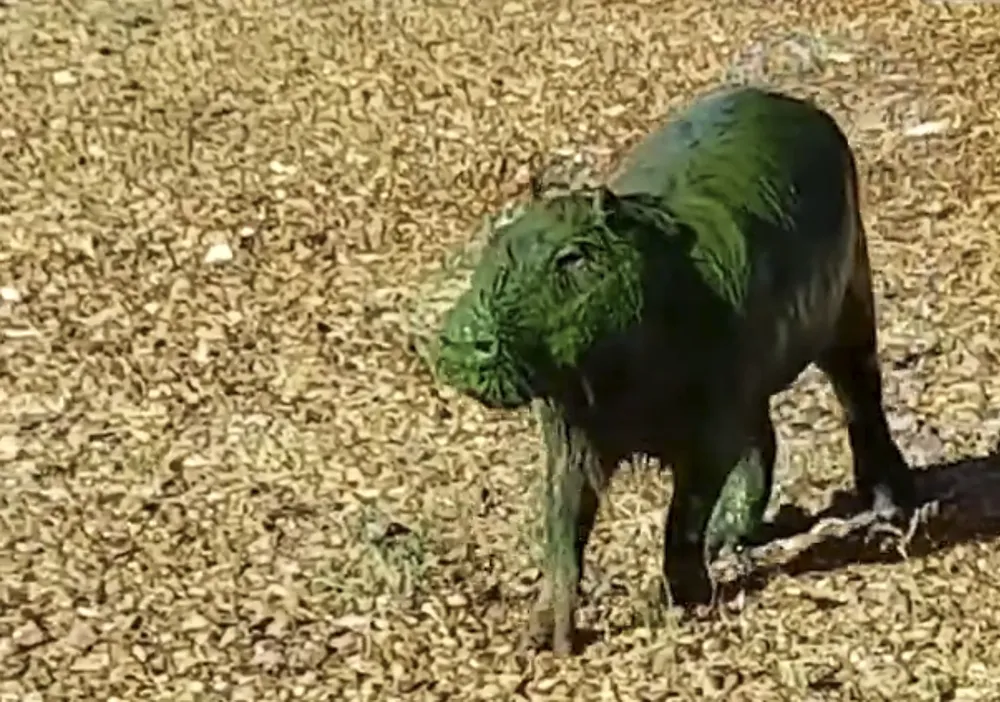 carpinchos verdes (NA)