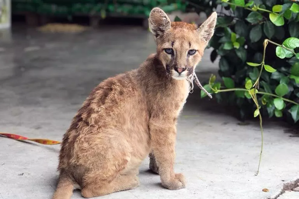 puma rescatado by prensa gobierno