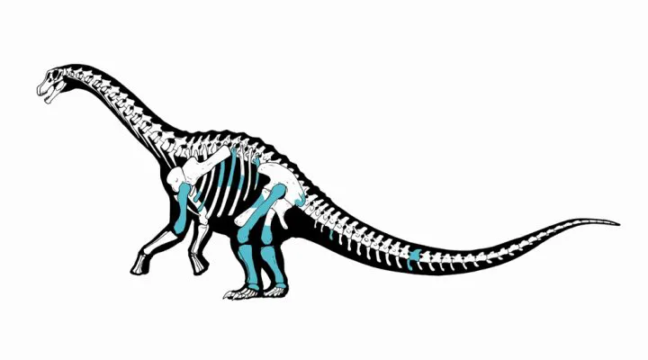 Reconstrucción titanosaurio (Conicet)