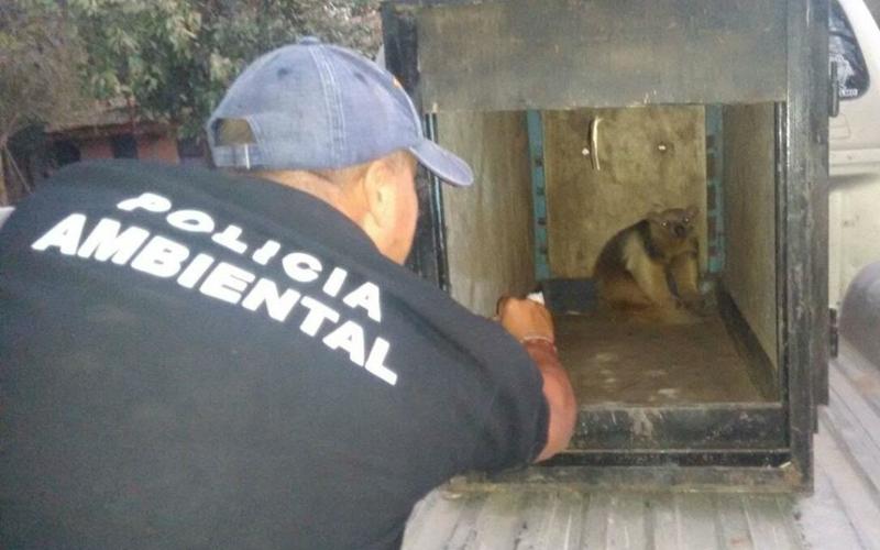 Oso melero Policia ambiental