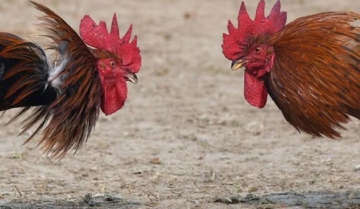 riña de gallos