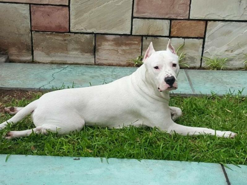 dogo secuestrado