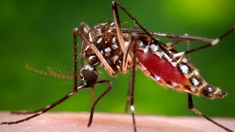 mosquito