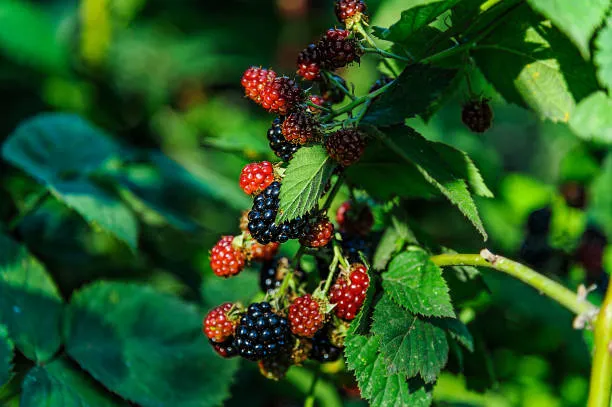 istockphoto-1323449851-612x612