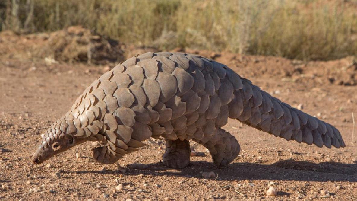 pangolines gentileza