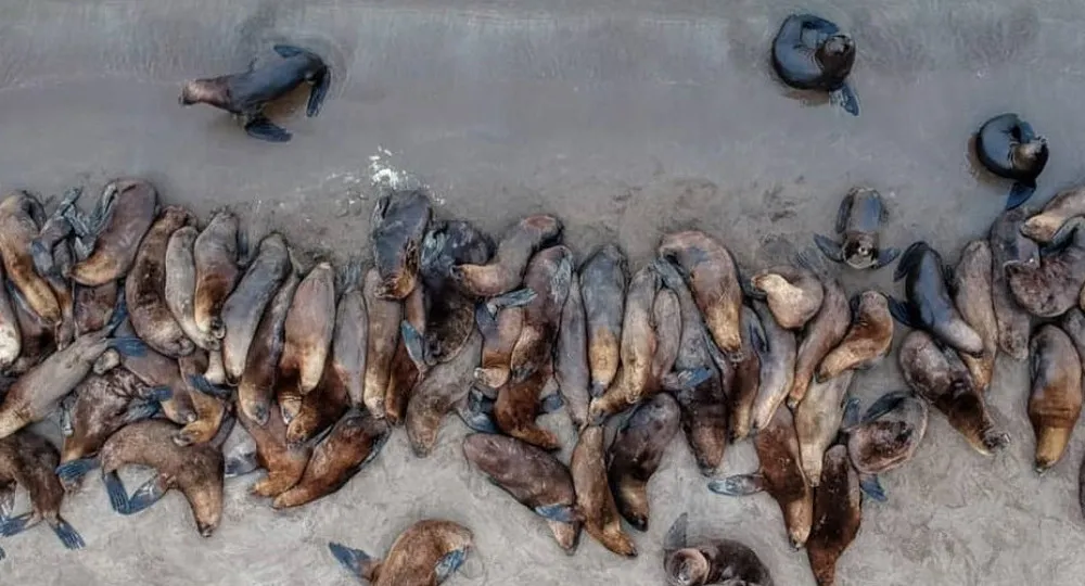 lobitos marinos muertos