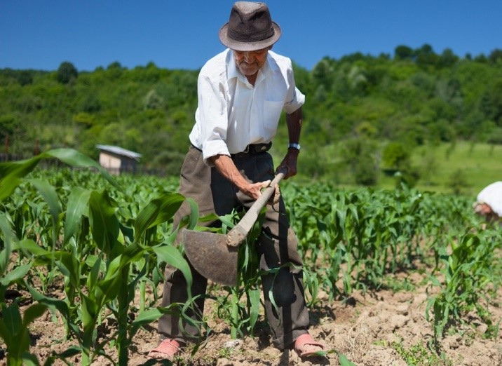 campesinos
