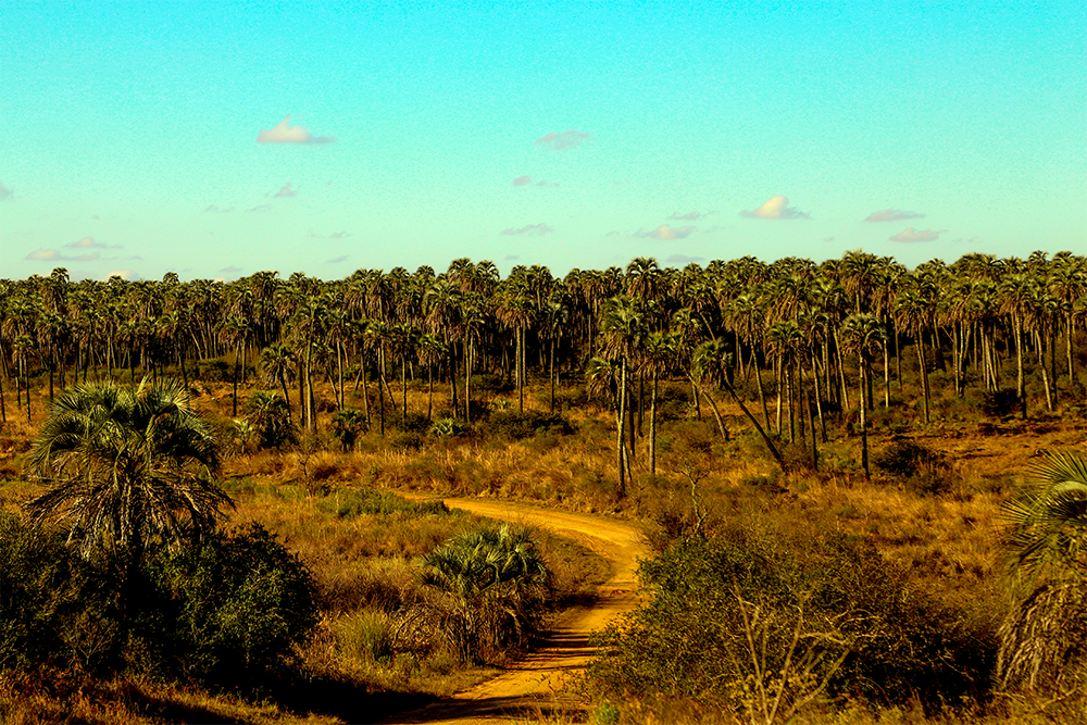 Parque Nacional El Palmar - Palmeras de Yatay