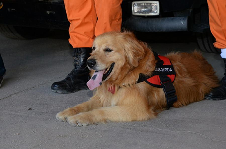 Tobi perro rescatista bomberos voluntarios by prensa Gobierno de Córdoba 3