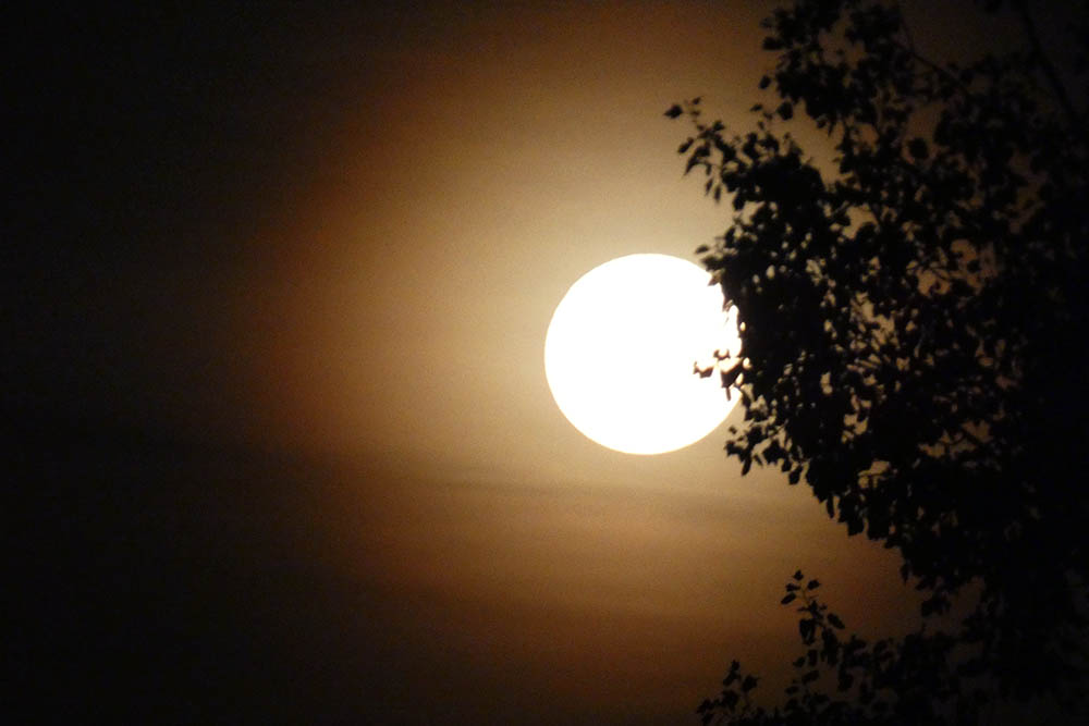 nocturna icho cruz00004