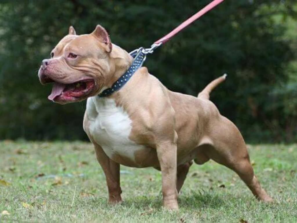 pitbull