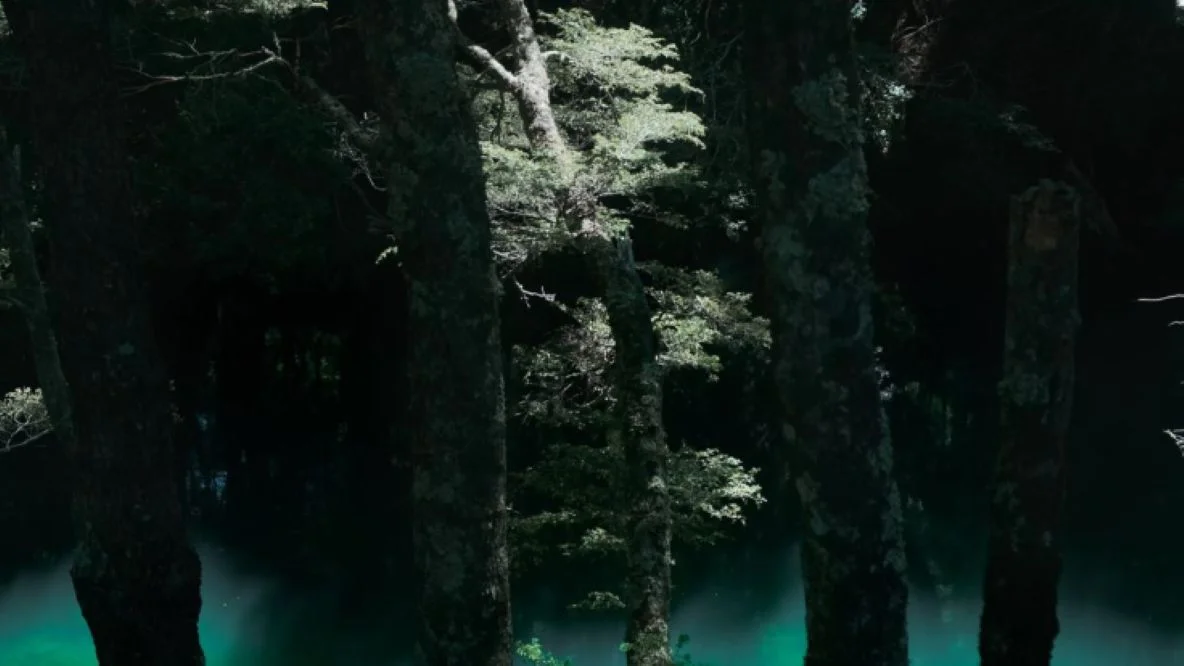 bosque-arriba-en-la-montana