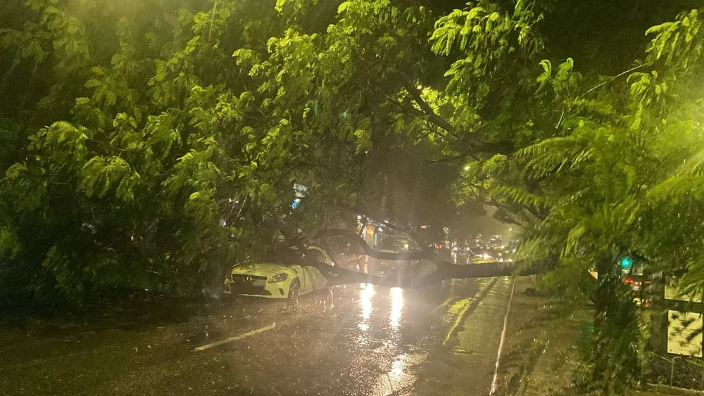 arbol caído por el temporal (Policía de Córdoba)