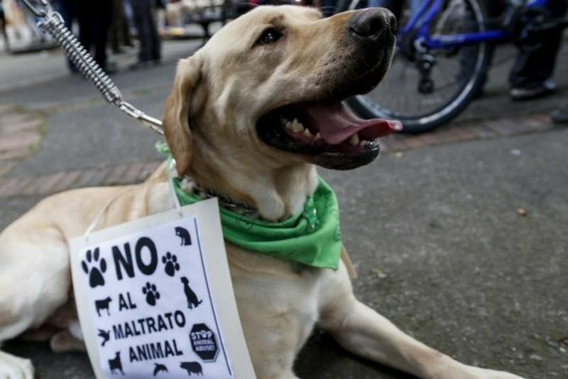 Asociaciones marcharon en Córdoba contra el maltrato animal