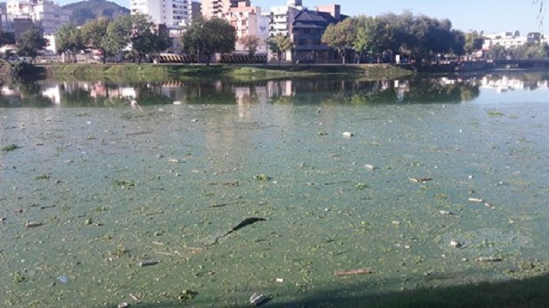 algasdellago