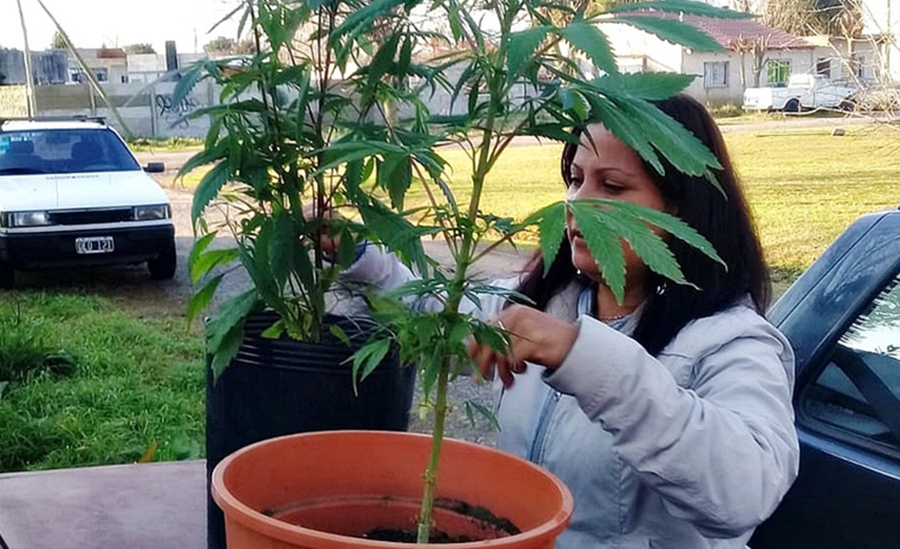 abuela cultivadora