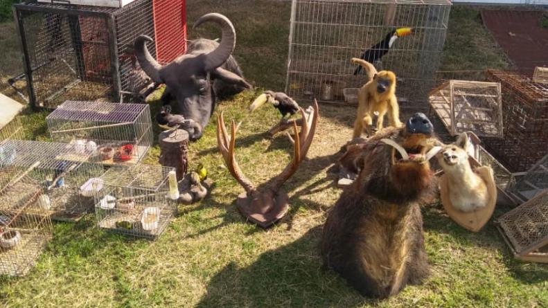 Animales unquillo