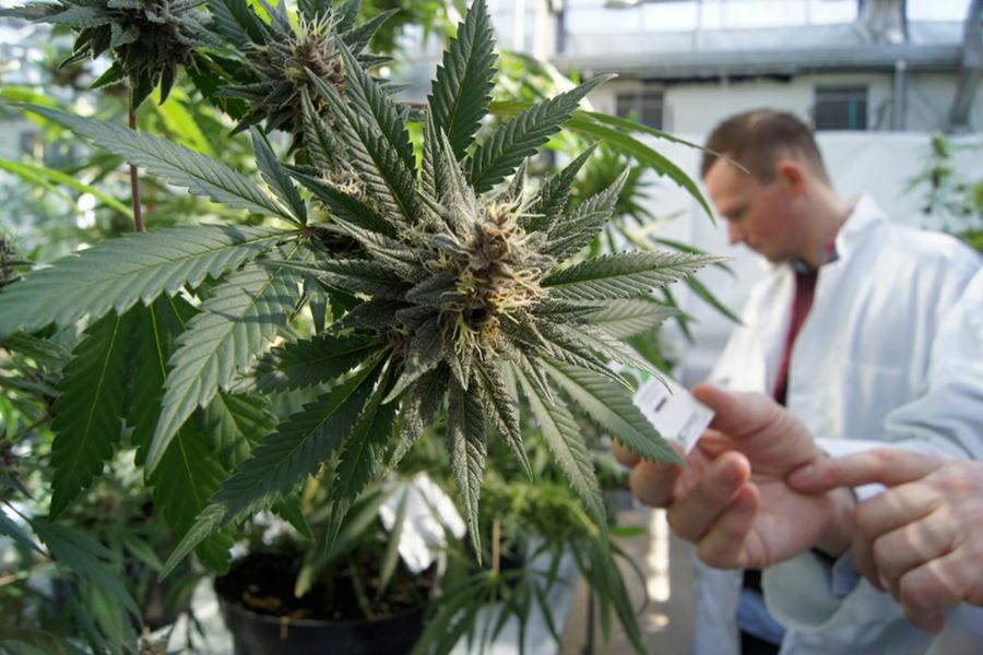 cannabis