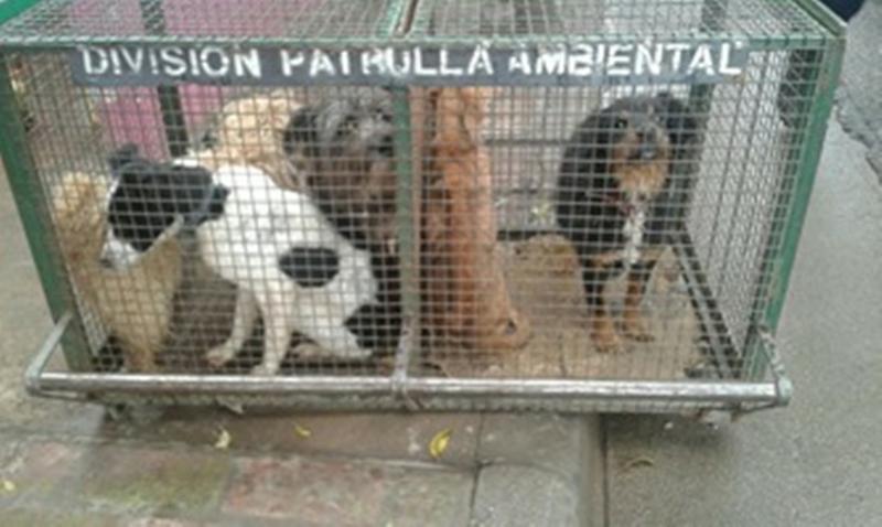 perros esclavos