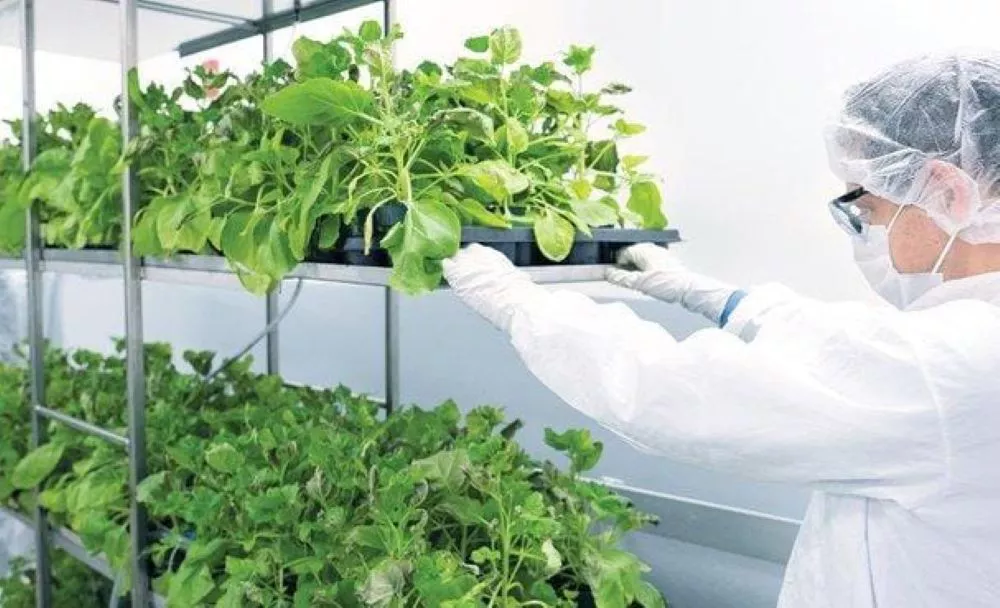 vacuna vegetal by gentileza