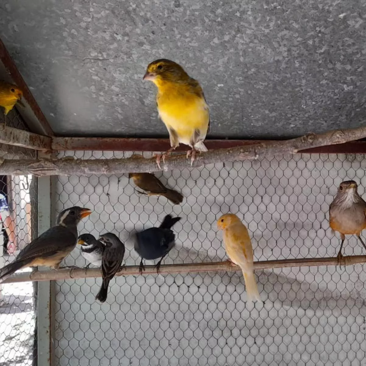 Fauna silvestre rescatada en Hernando y Pampayasta Sud (Gobierno de Córdoba) 2