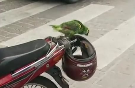 perico loco
