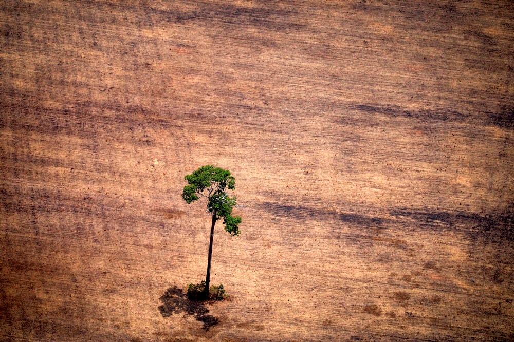 deforestación by Télam