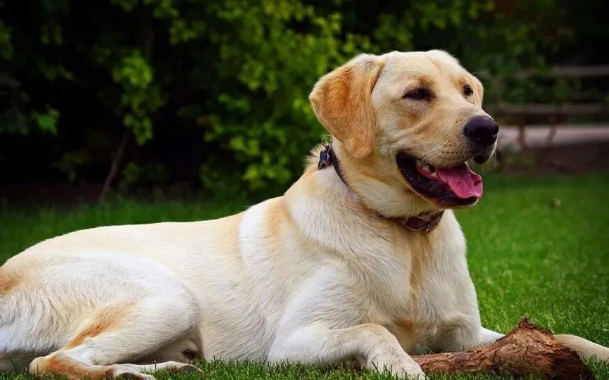 labrador