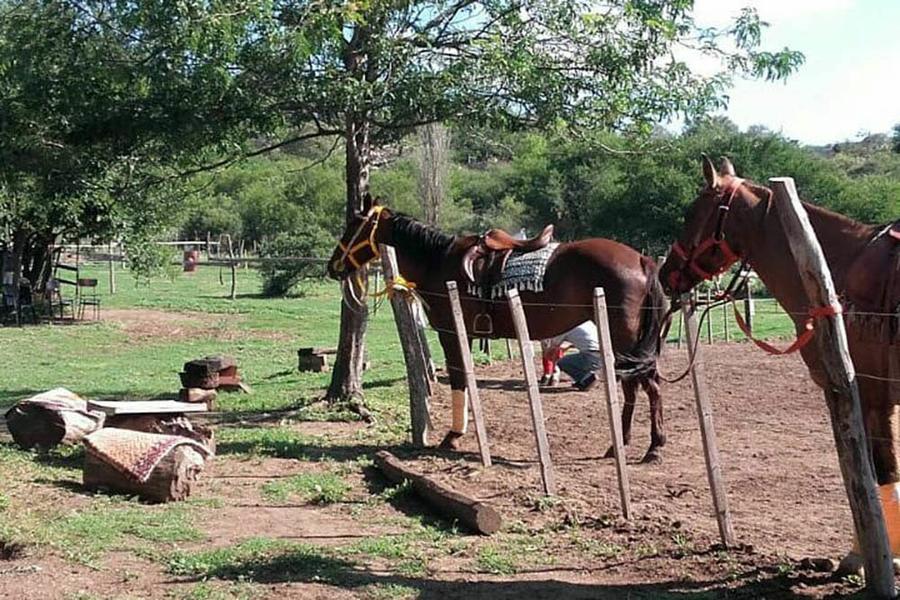 Campo - Caballos