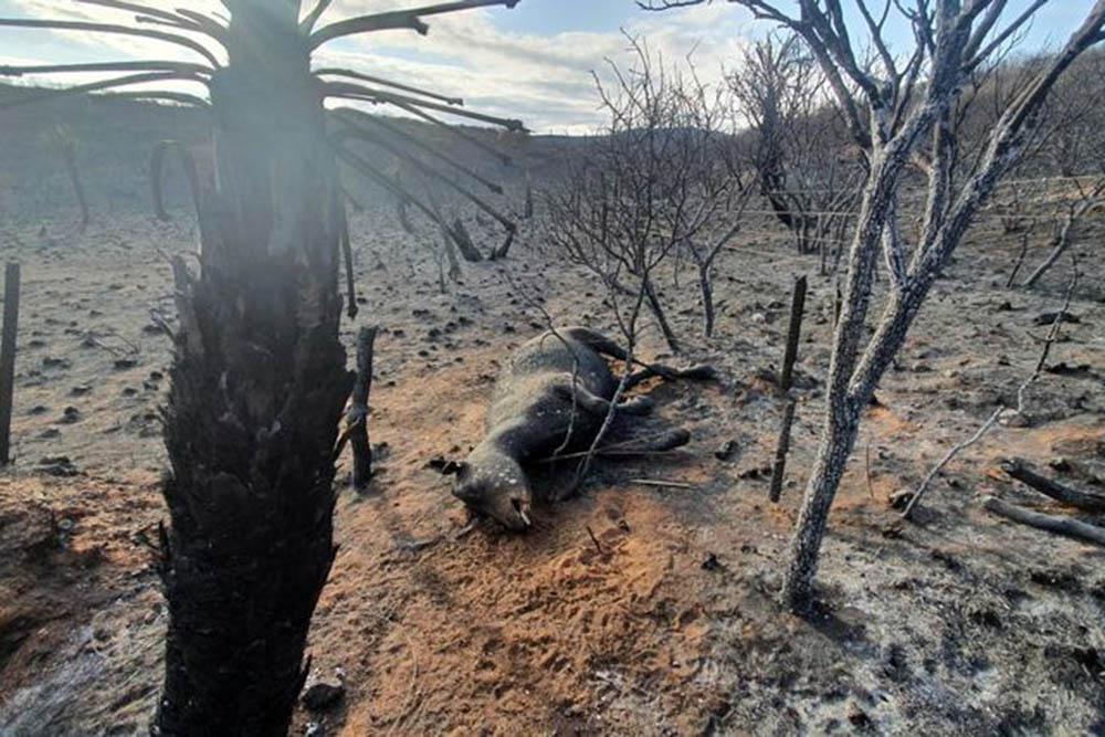 Incendio animales