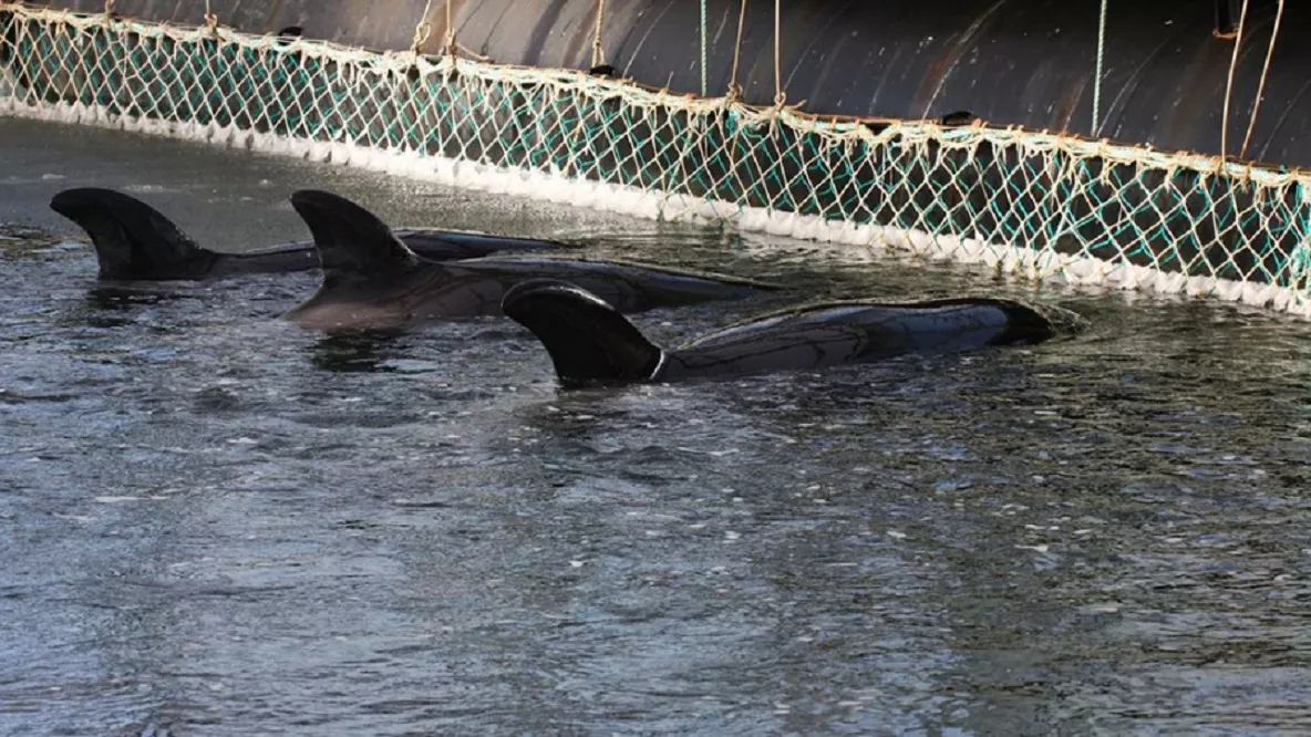 animales marinos