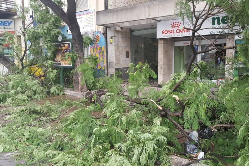 árboles caído tormenta LNM
