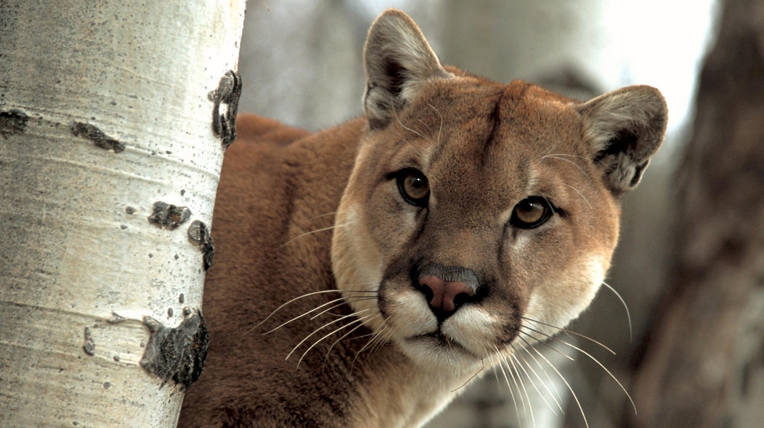 Puma_6