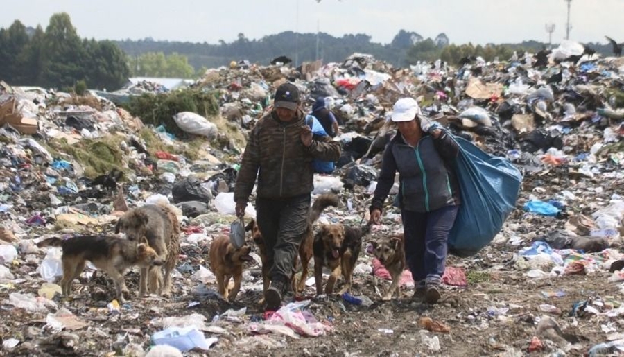 perros basural