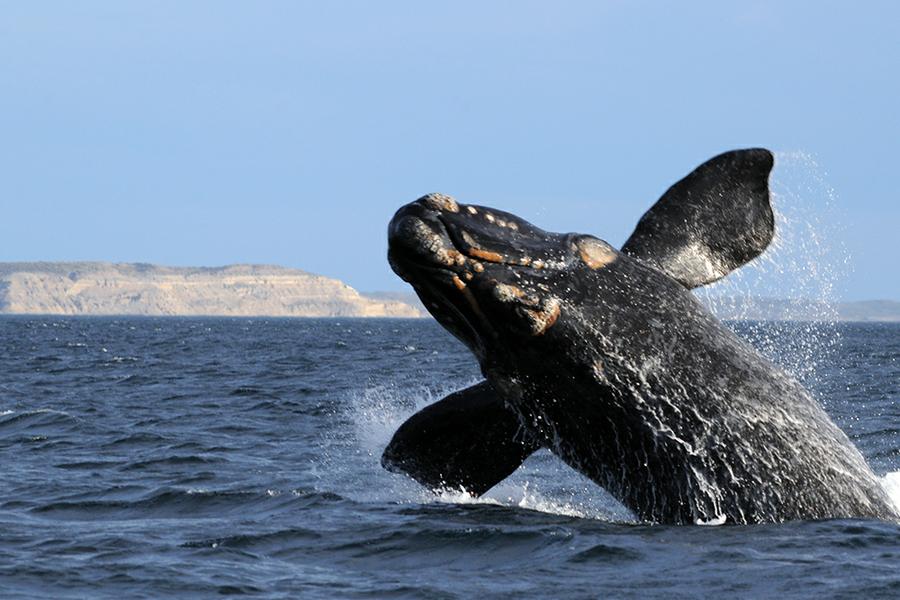 Madryn00005