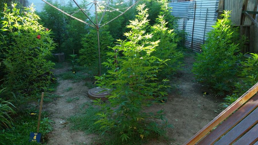 marihuana