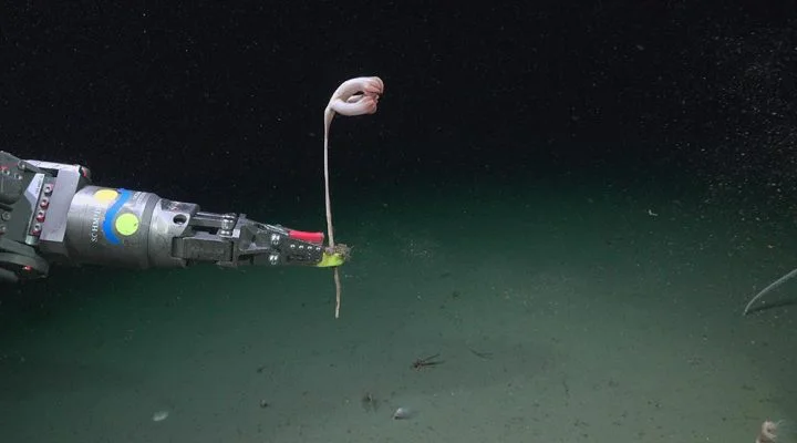 Exploración submarina del Schmidt Ocean Institute (Conicet) 7