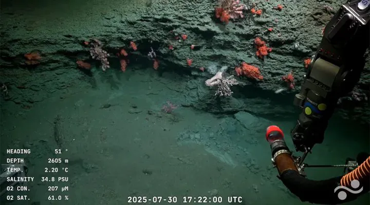 Imagen submarina (Conicet) 1