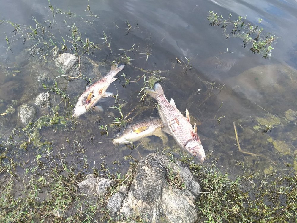 mortandad peces dique los molinos