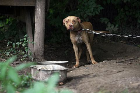 perro-encadenado